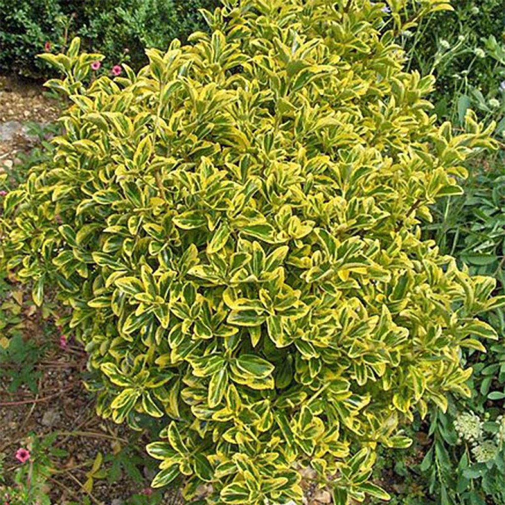 Euonymus japonicus Aureomarginatus - Fusain du Japon panaché.