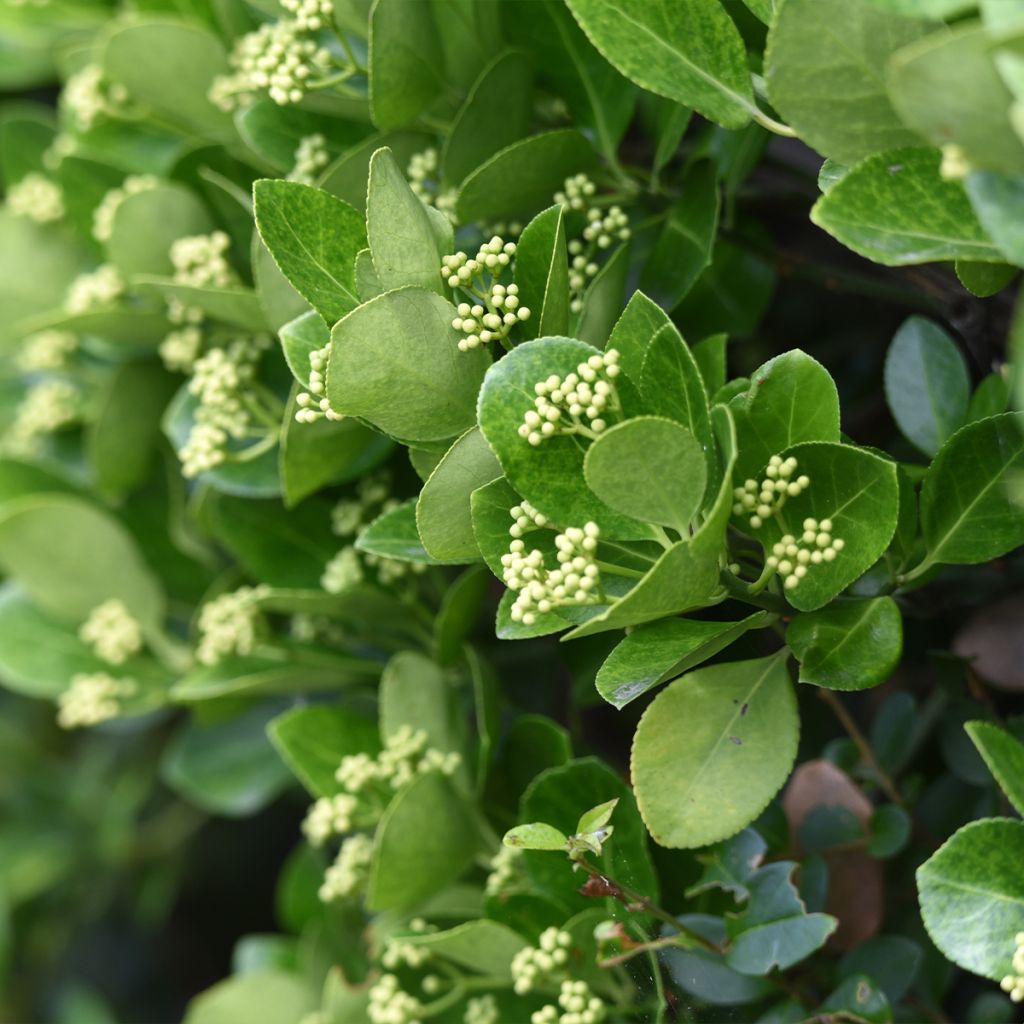 Euonymus japonicus - Fusain du Japon