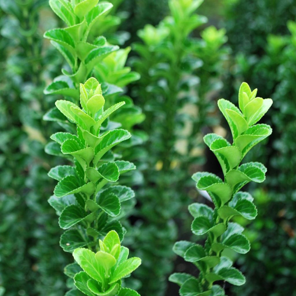 Fusaria giapponese Green Rocket