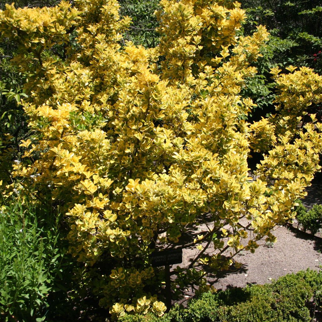 Euonymus japonicus Ovatus Aureus (Marieke) - Fusain du Japon panaché.