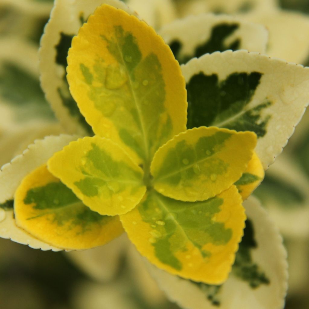 Euonymus japonicus Ovatus Aureus (Marieke) - Fusain du Japon panaché.