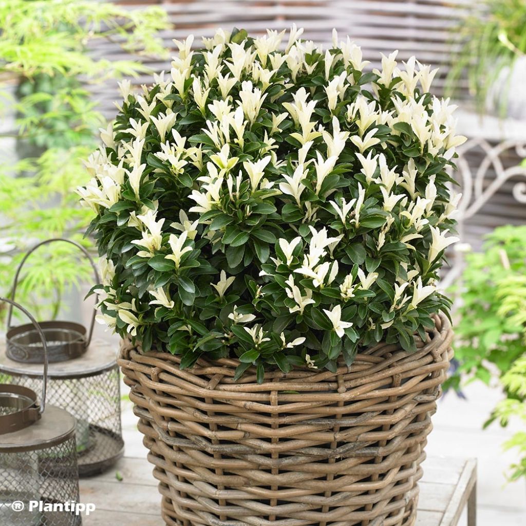 Euonymus japonicus Paloma Blanca - Fusain du Japon