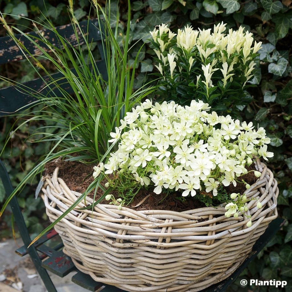 Euonymus japonicus Paloma Blanca - Fusain du Japon