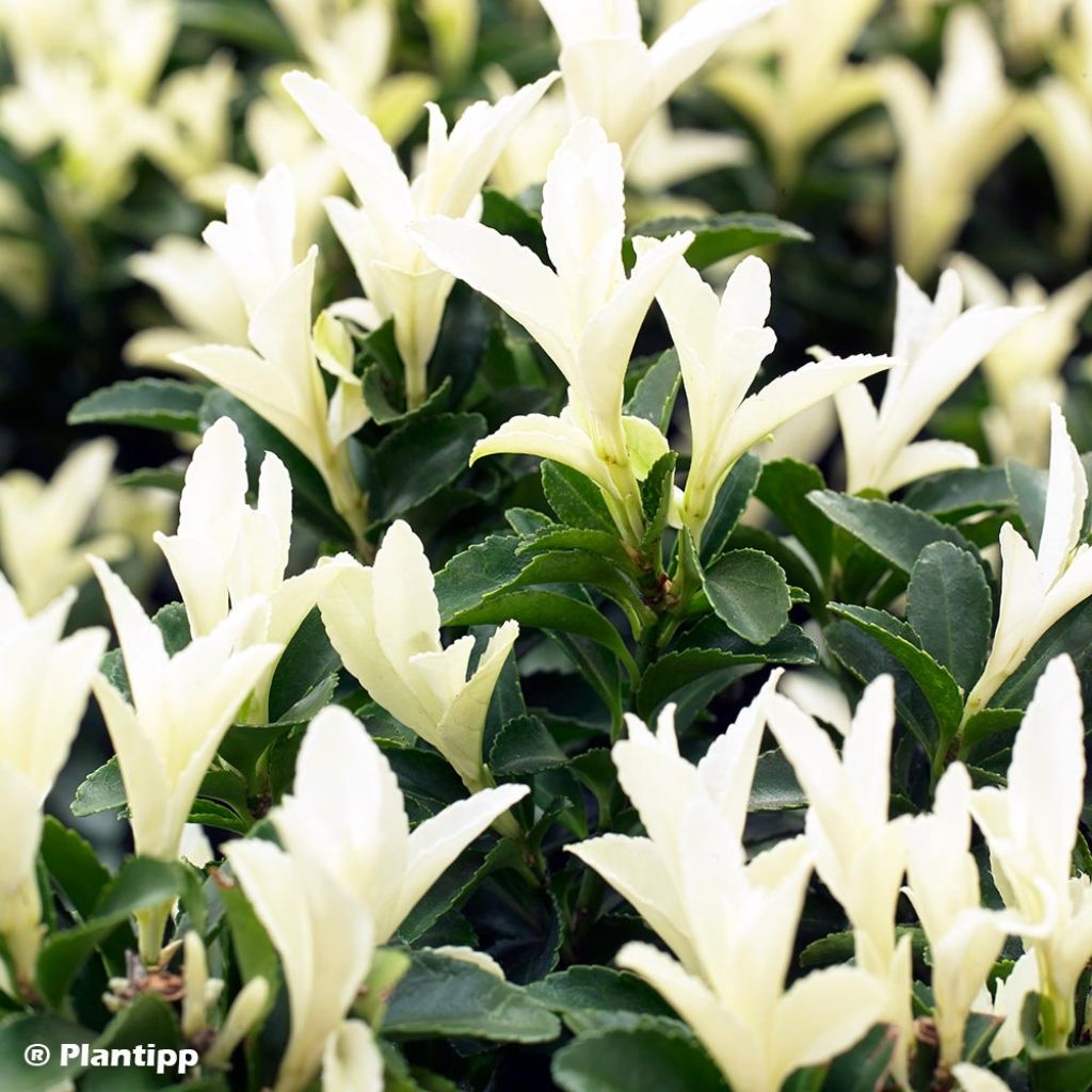 Euonymus japonicus Paloma Blanca - Fusain du Japon