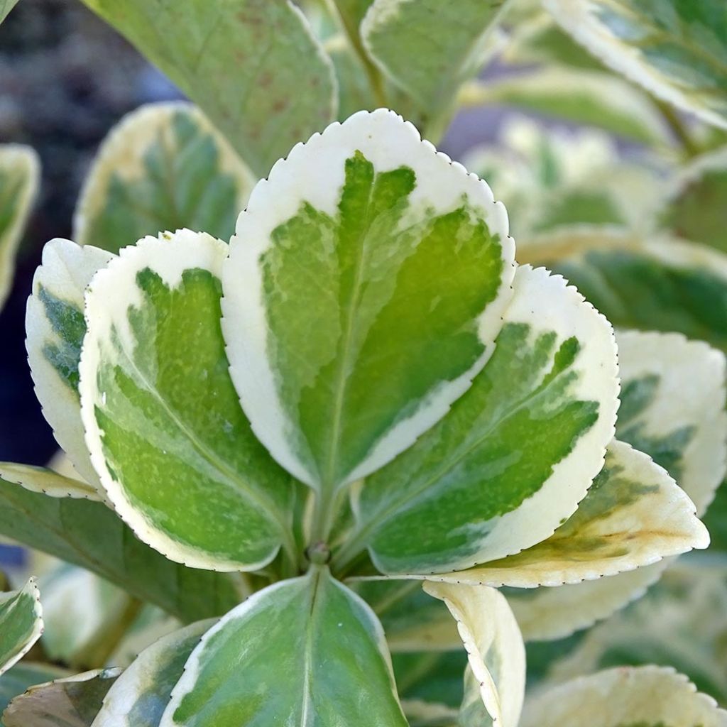 Euonymus japonicus Président Gauthier - Fusain du Japon