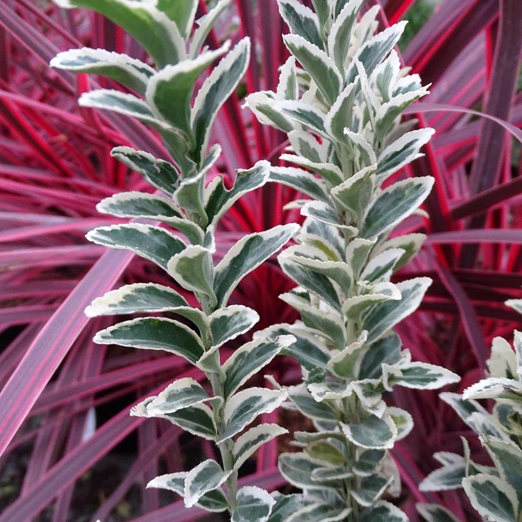 Euonymus japonicus White Spire - Fusain du Japon