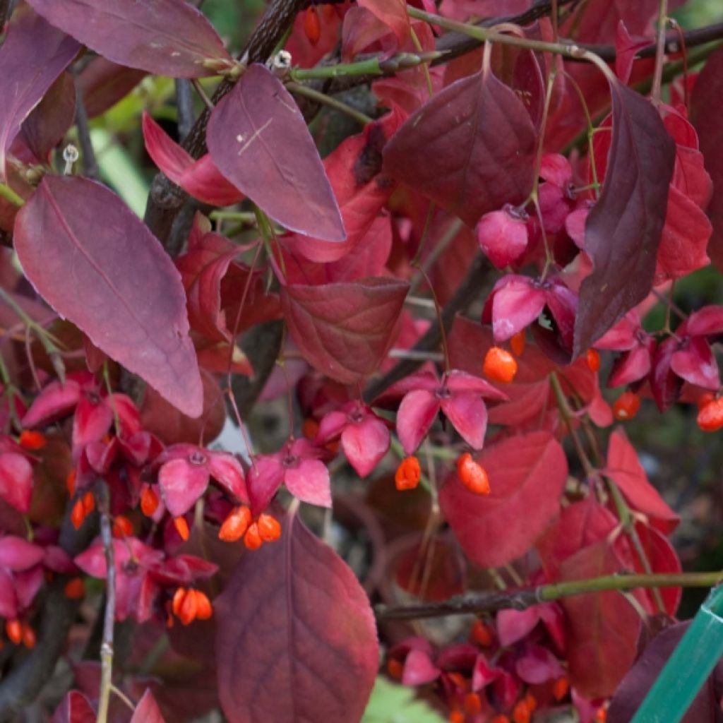 Euonymus planipes