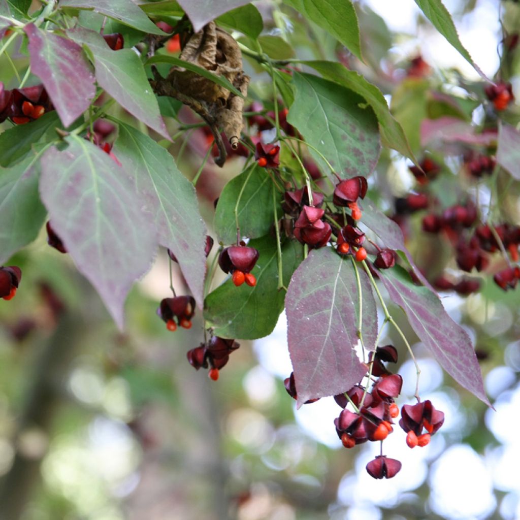 Euonymus planipes