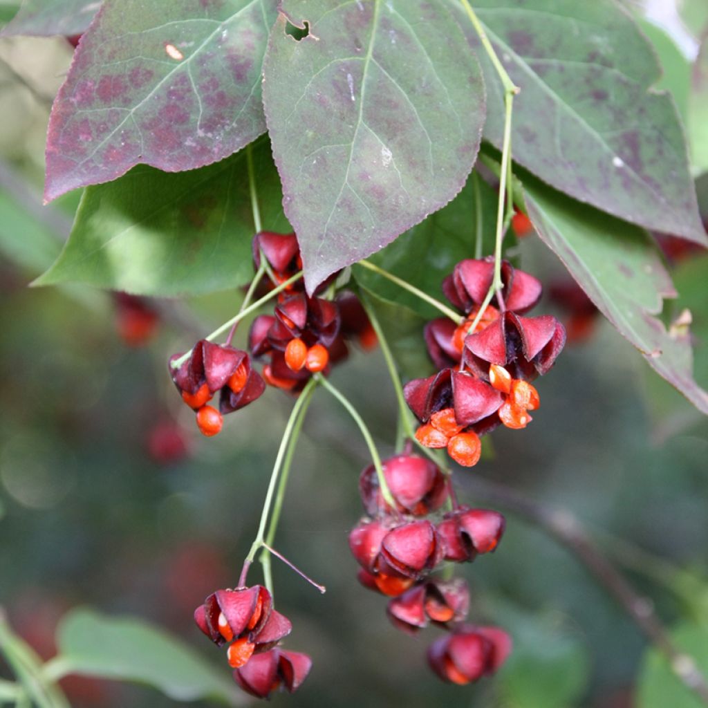 Euonymus planipes