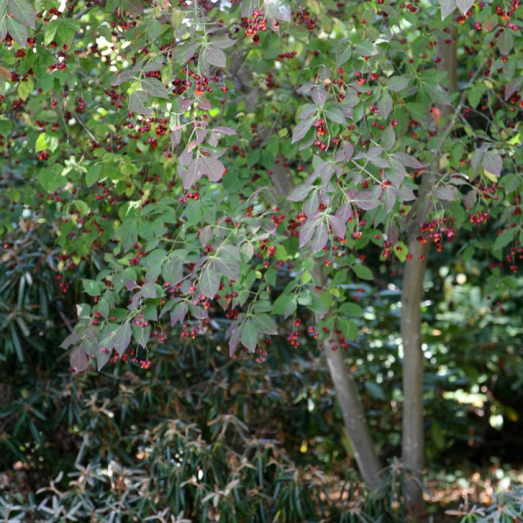 Euonymus planipes