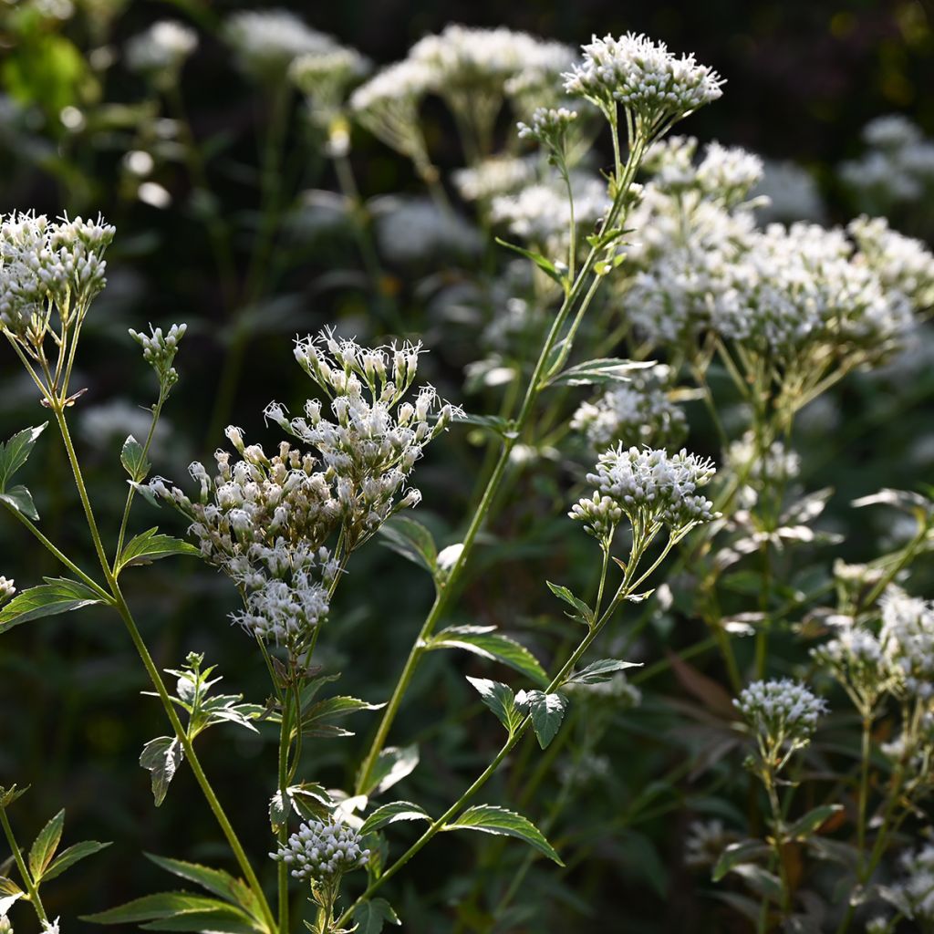 Eupatorium fistulosum var. albidum Bartered Bride