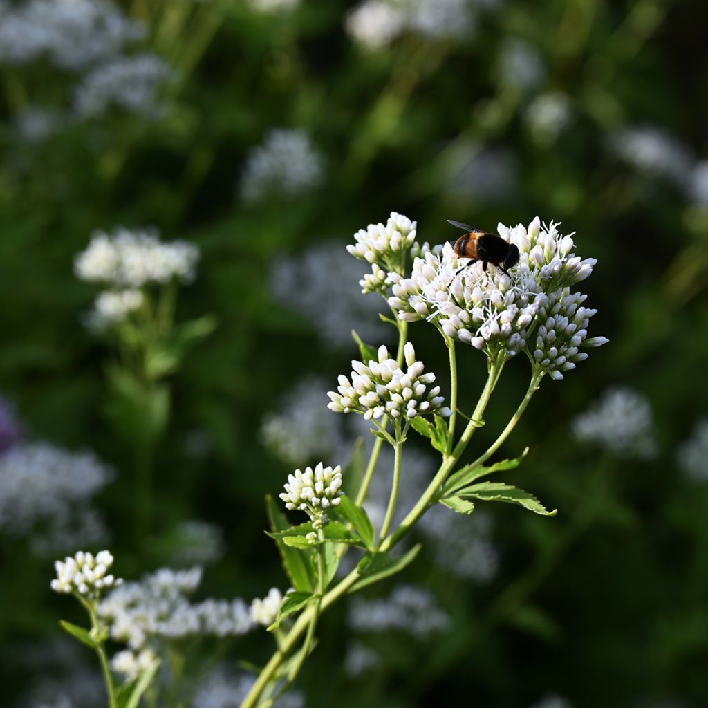 Eupatorium fistulosum var. albidum Bartered Bride