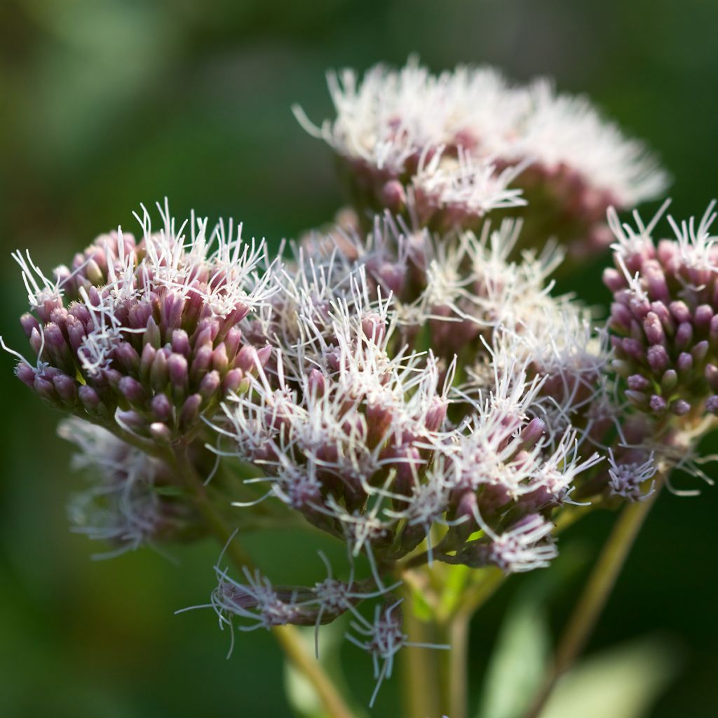 Eupatorium canabinum Plenum