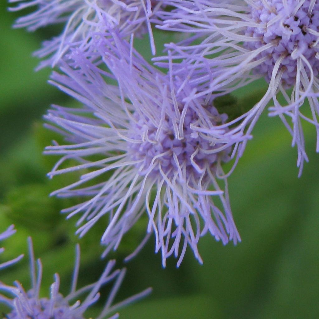 Eupatorium coelestinum, Eupatoire