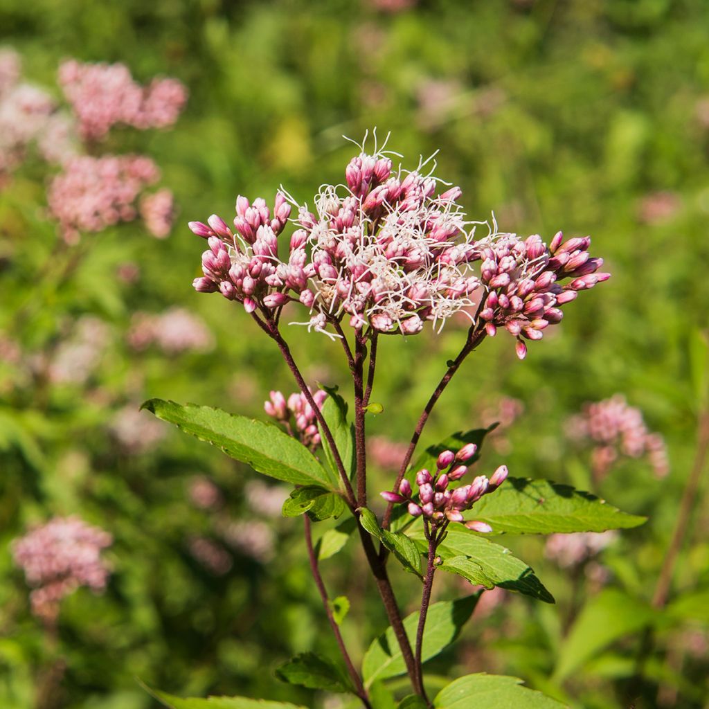 Eupatorium fistulosum Atropurpureum