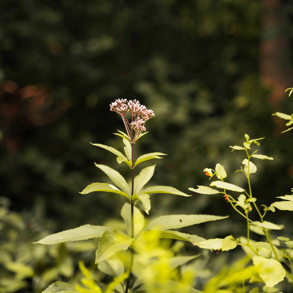 Eupatorium fortunei