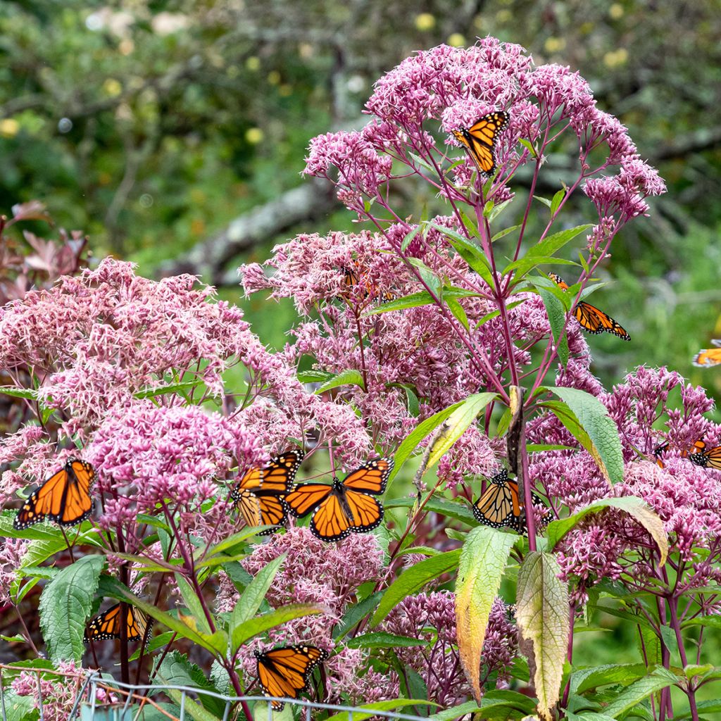 Eupatorium maculatum