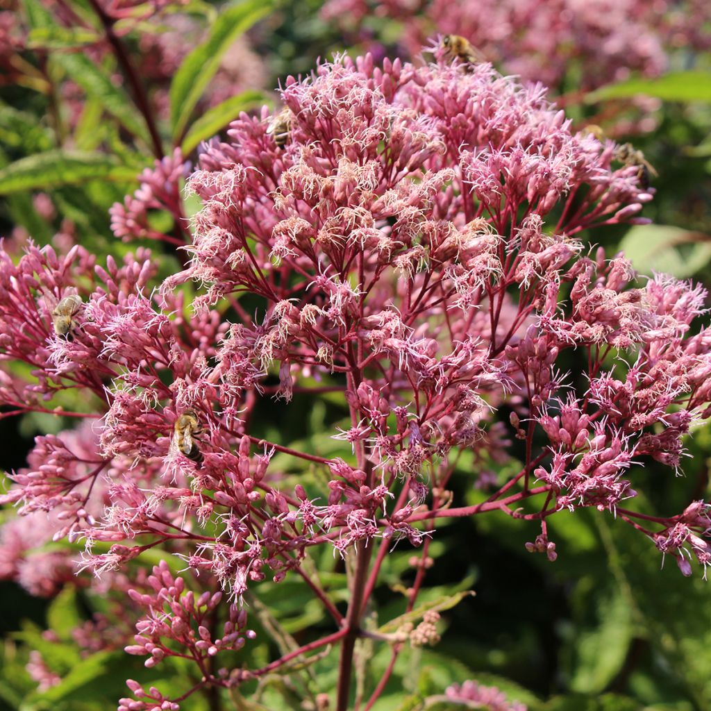 Eupatorium maculatum