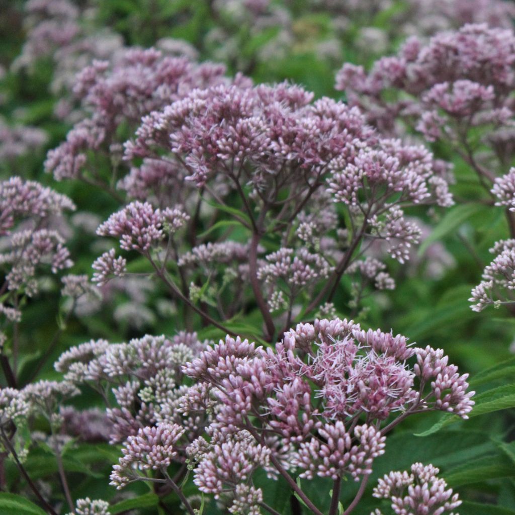 Eupatorium maculatum Phantom