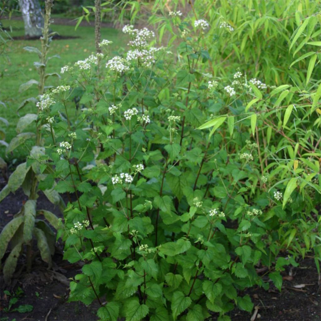 Eupatorium rugosum, Eupatoire