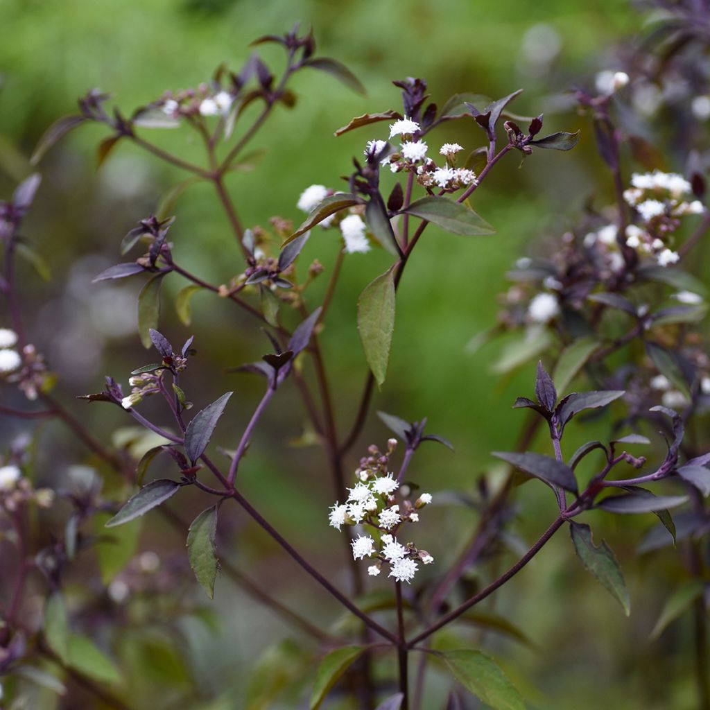 Eupatorium altissima Chocolate