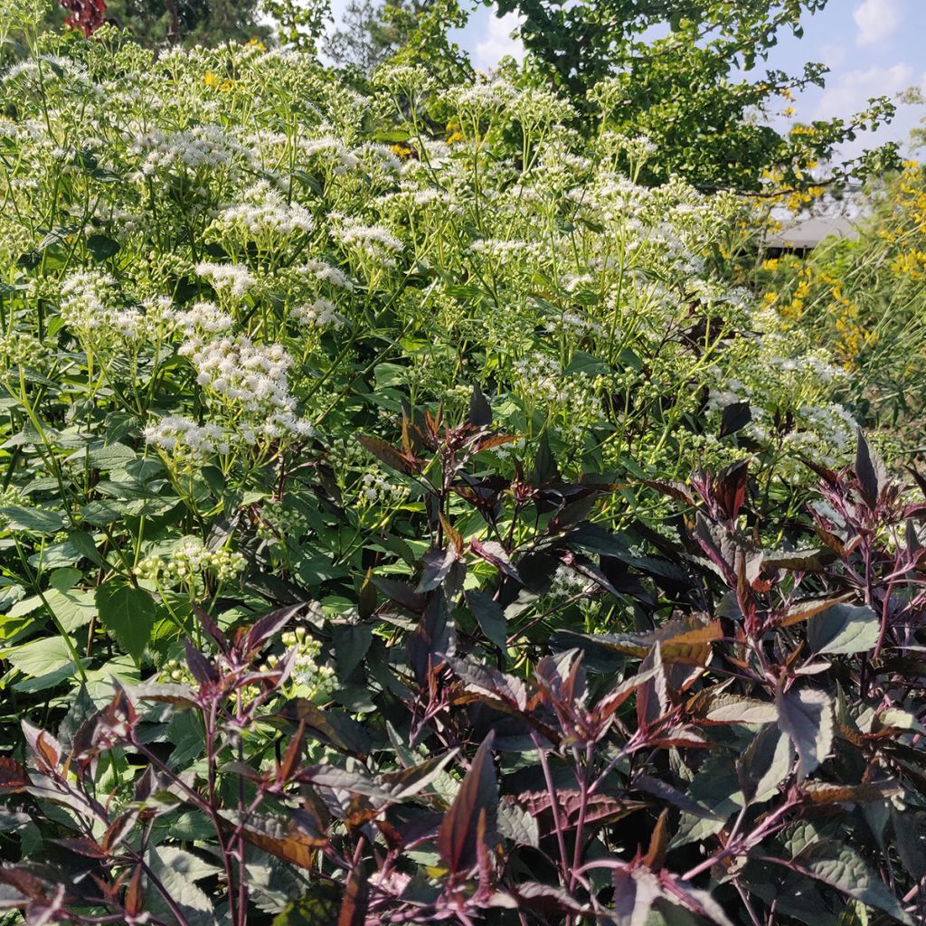 Eupatorium altissima Chocolate