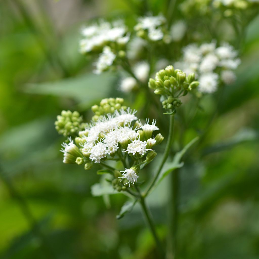 Eupatorium rugosum