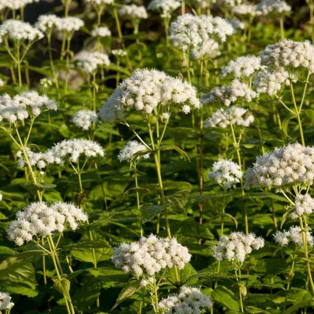 Eupatorium rugosum braunlaub ou Ageratina altissima