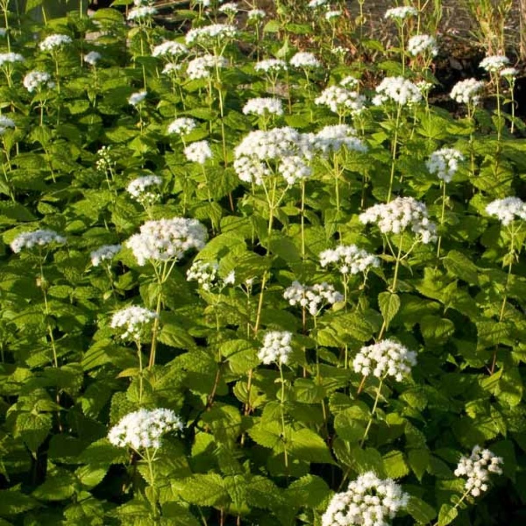 Eupatorium rugosum braunlaub ou Ageratina altissima