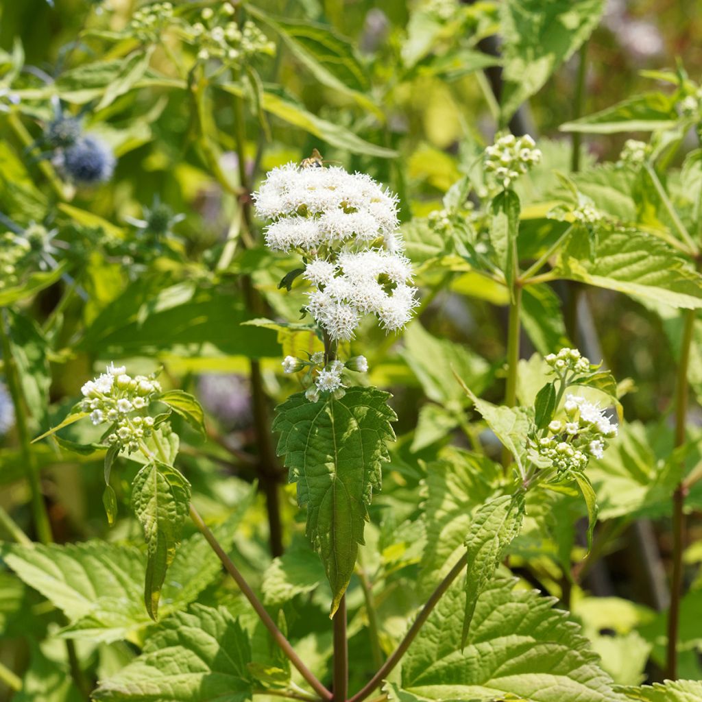 Eupatorium rugosum Braunlaub