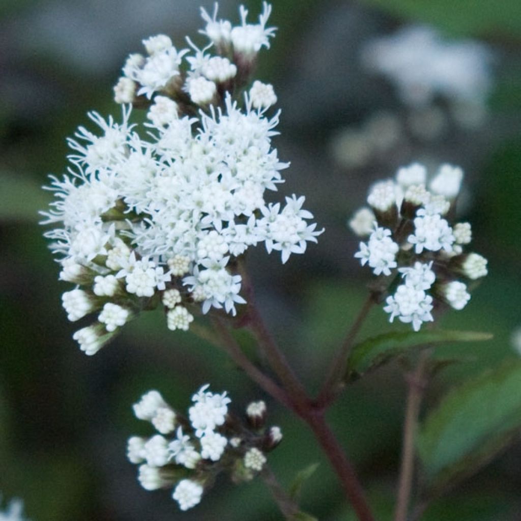 Eupatorium rugosum chocolate ou Ageratina altissima