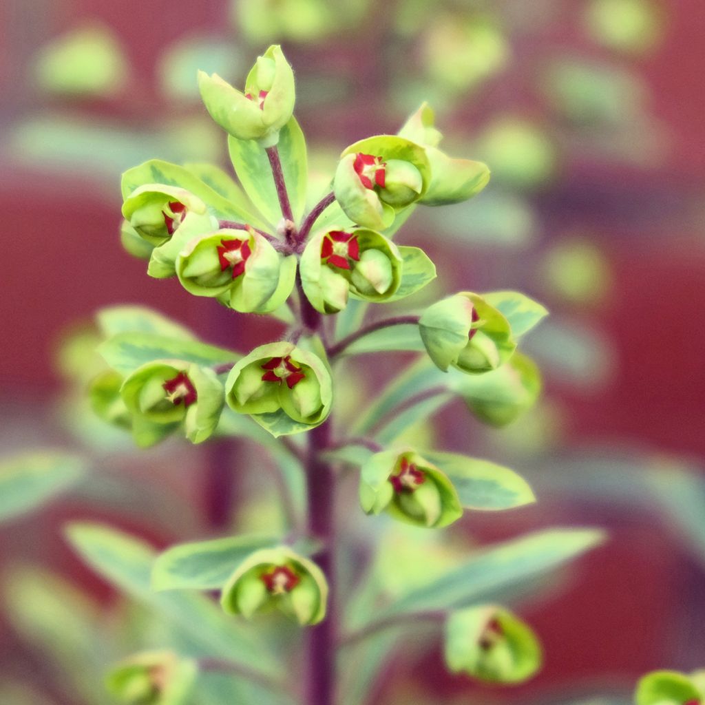 Euphorbia martinii Ascot Rainbow