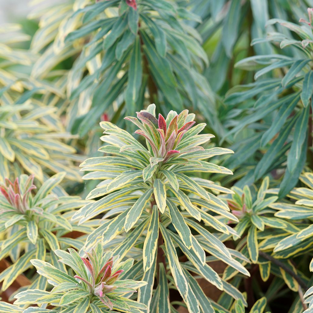 Euphorbia martinii Ascot Rainbow