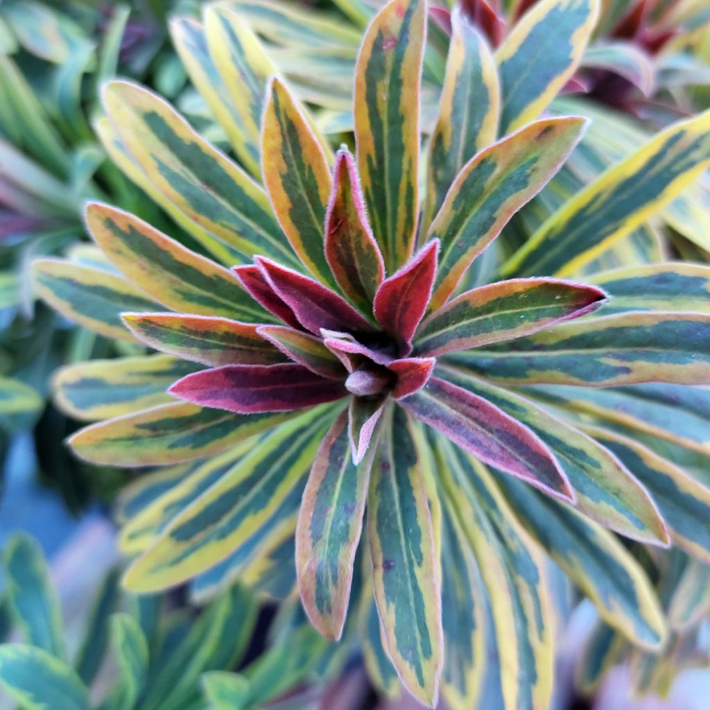 Euphorbia martinii Ascot Rainbow