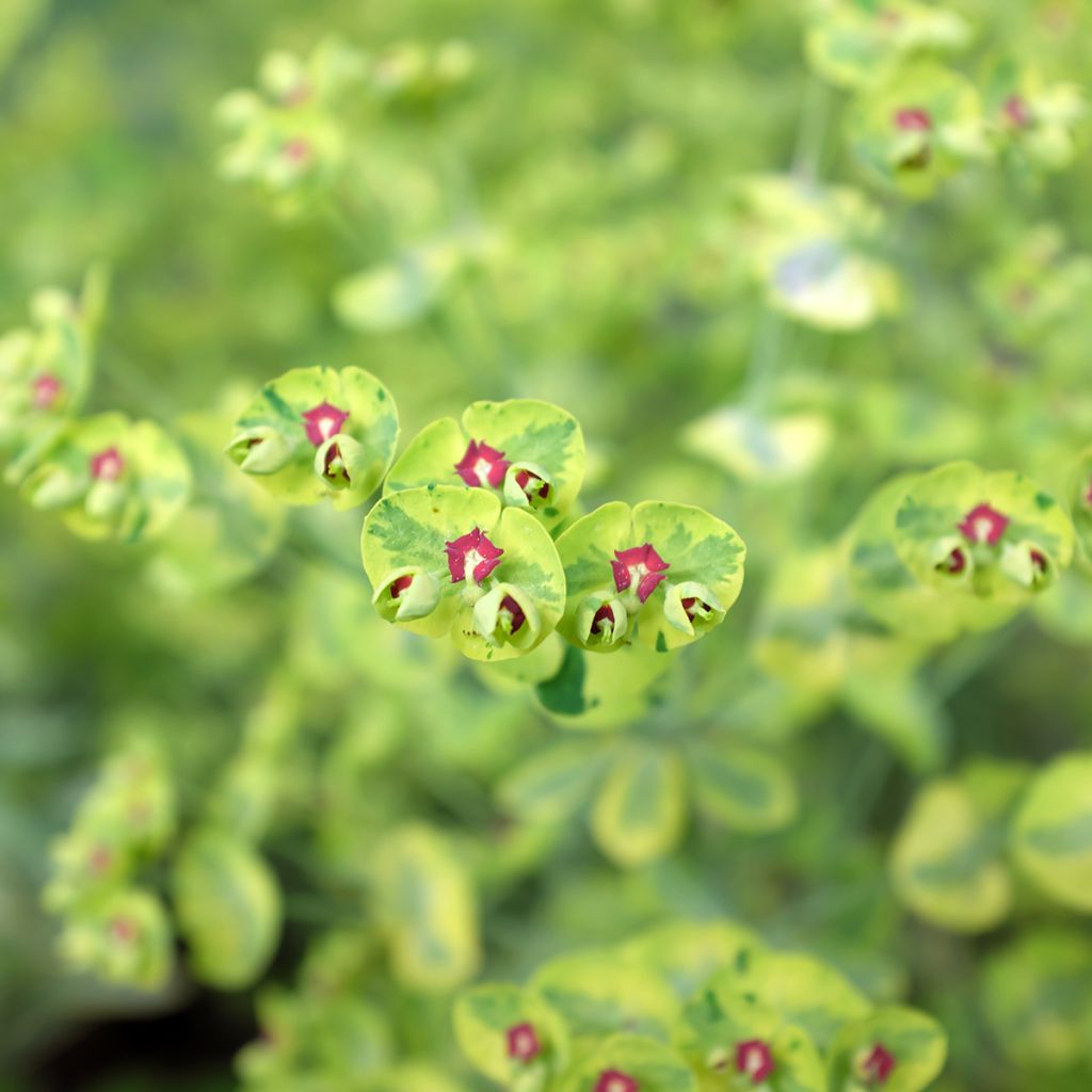 Euphorbia martinii Ascot Rainbow