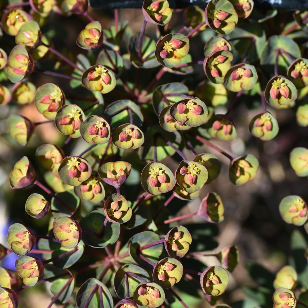 Euphorbia characias Black Bird