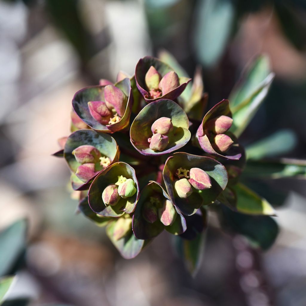 Euphorbia characias Black Bird