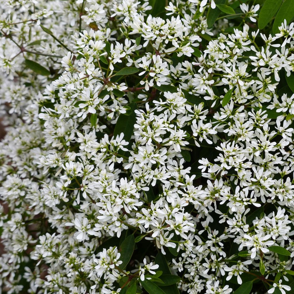 Euphorbe Diamond Cloud - Chamaesyce hypericifolia