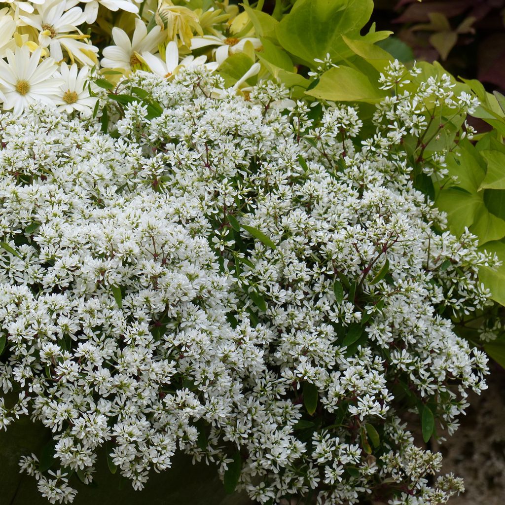 Euphorbe Diamond Cloud - Chamaesyce hypericifolia