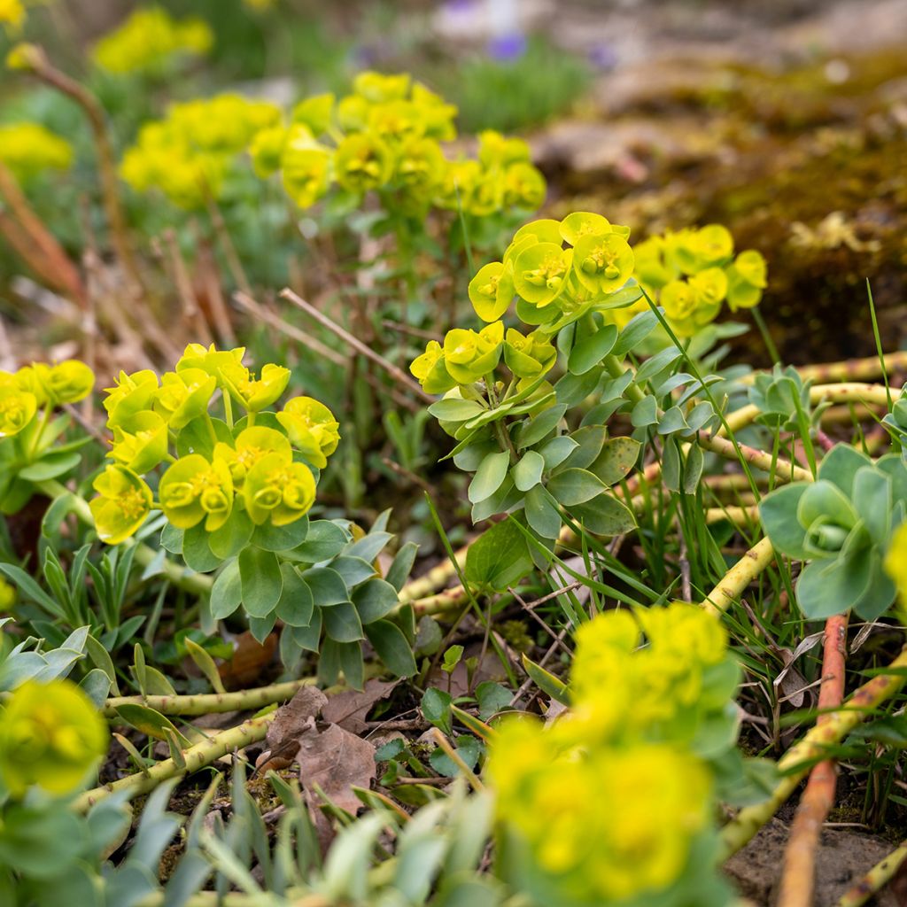 Euphorbia nicaeensis