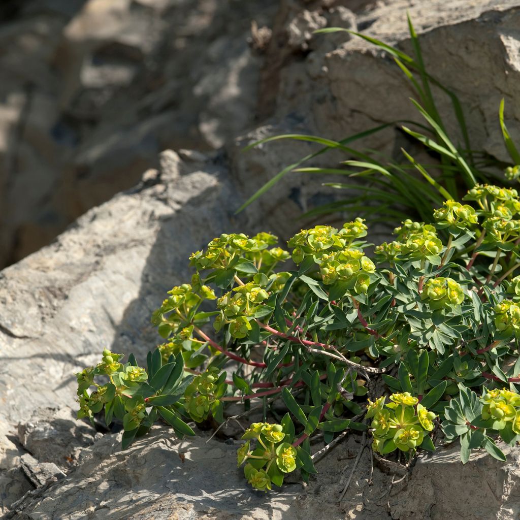 Euphorbia nicaeensis