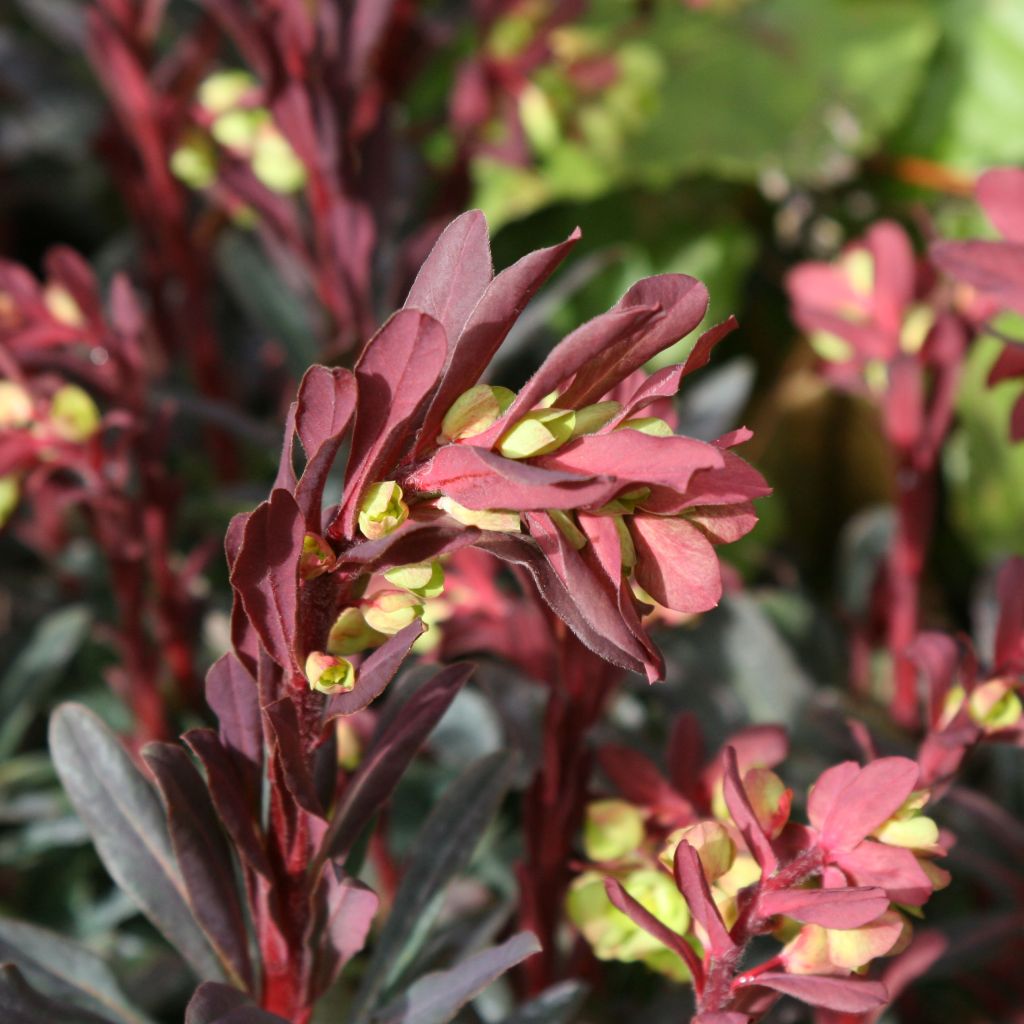 Euphorbia amygdaloides Purpurea