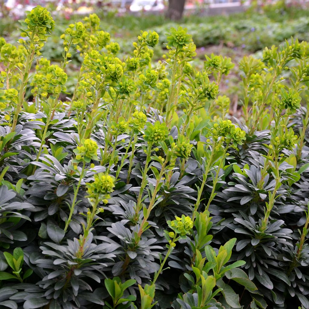 Euphorbia amygdaloïdes var. robbiae