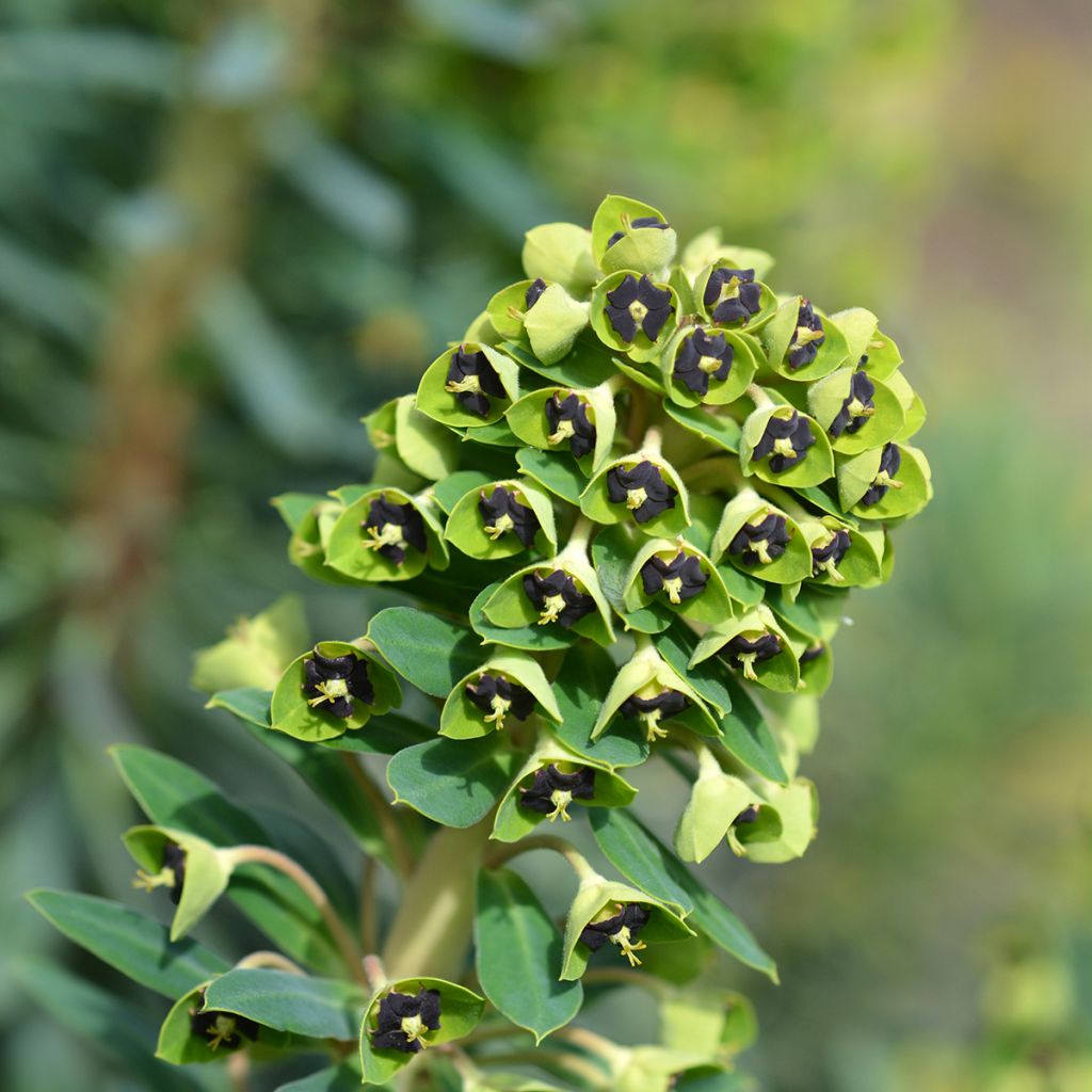 Euphorbia characias Black Pearl