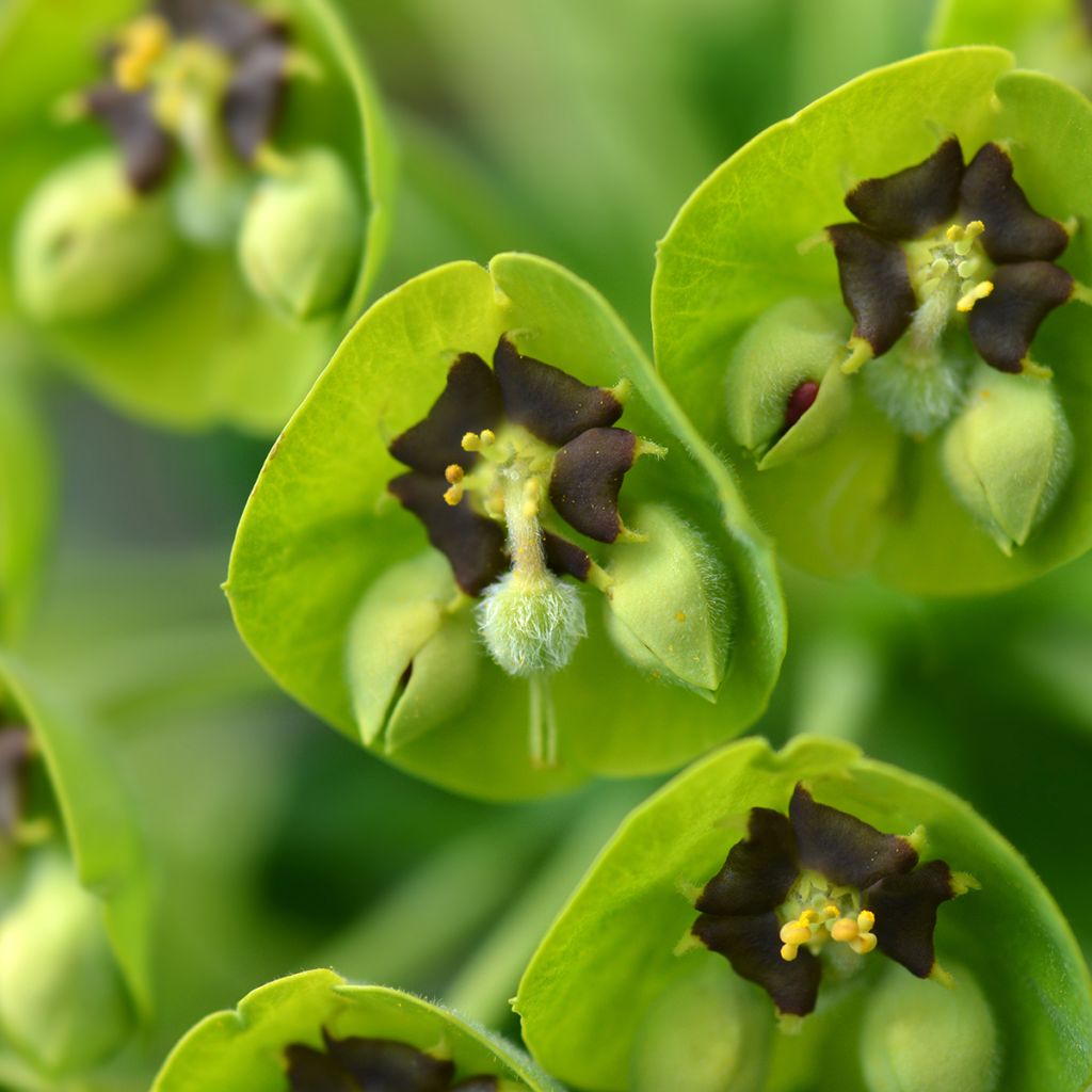 Euphorbia characias Black Pearl