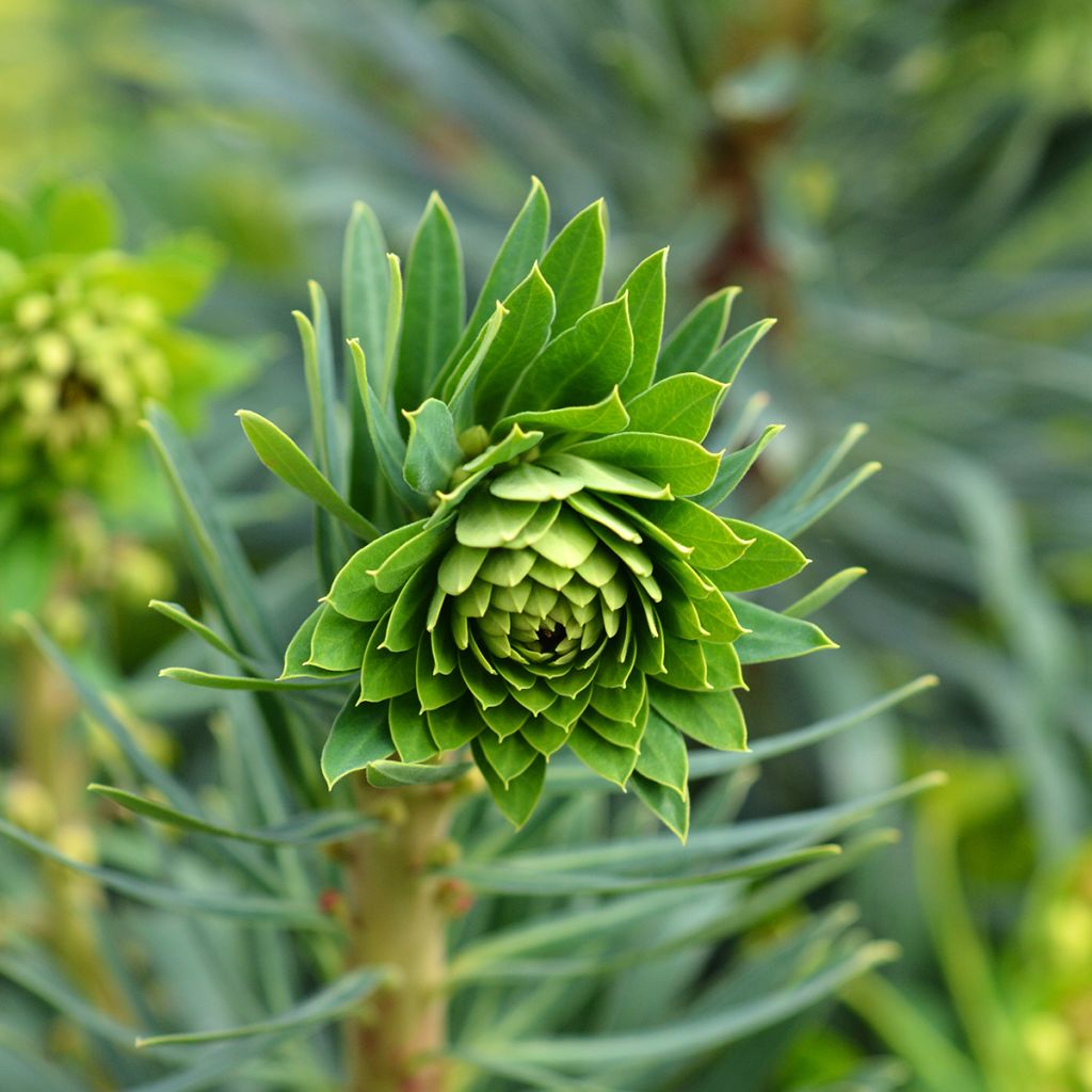 Euphorbia characias Black Pearl