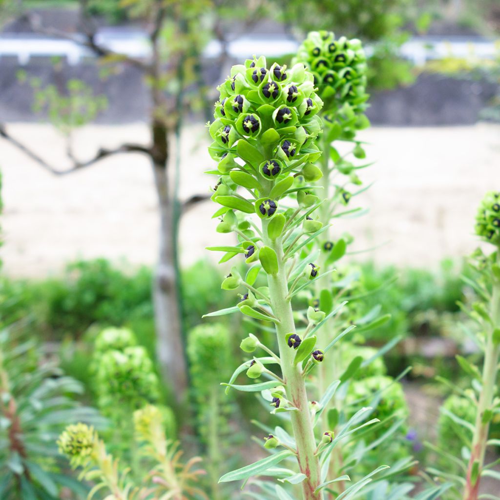 Euphorbia characias Black Pearl