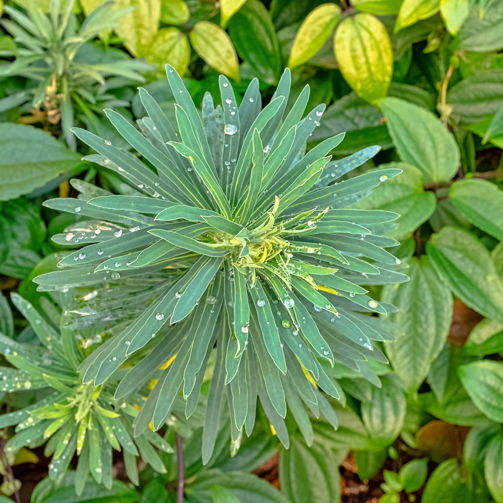 Euphorbia characias Black Pearl