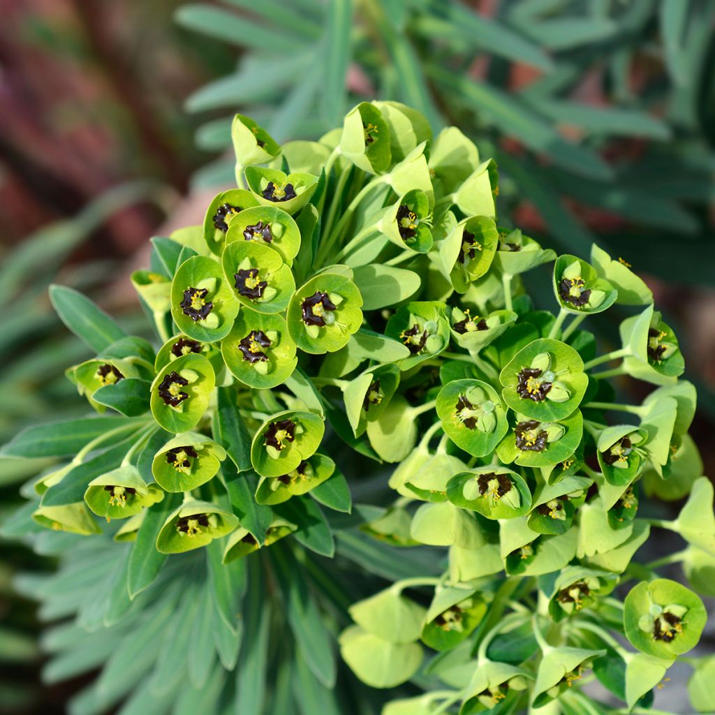 Euphorbia characias Black Pearl