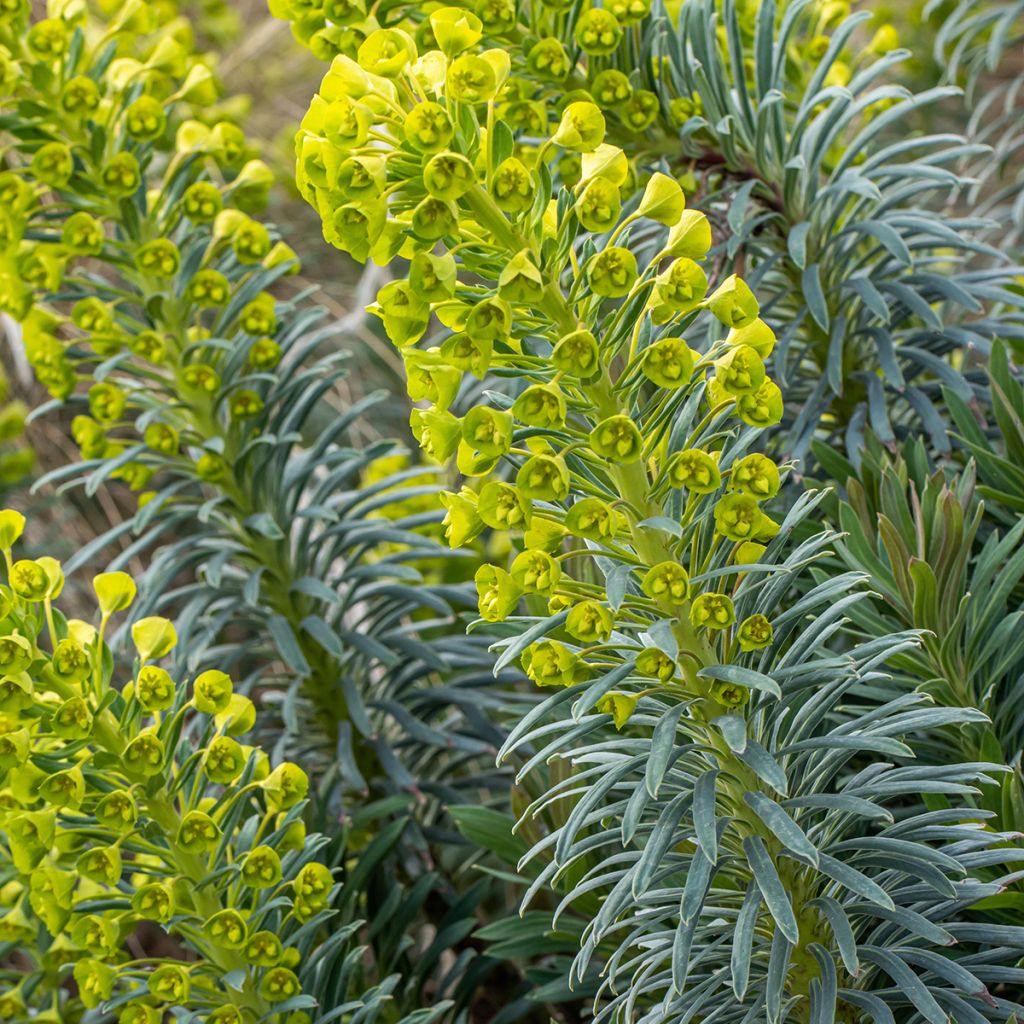 Euphorbia characias Humpty Dumpty